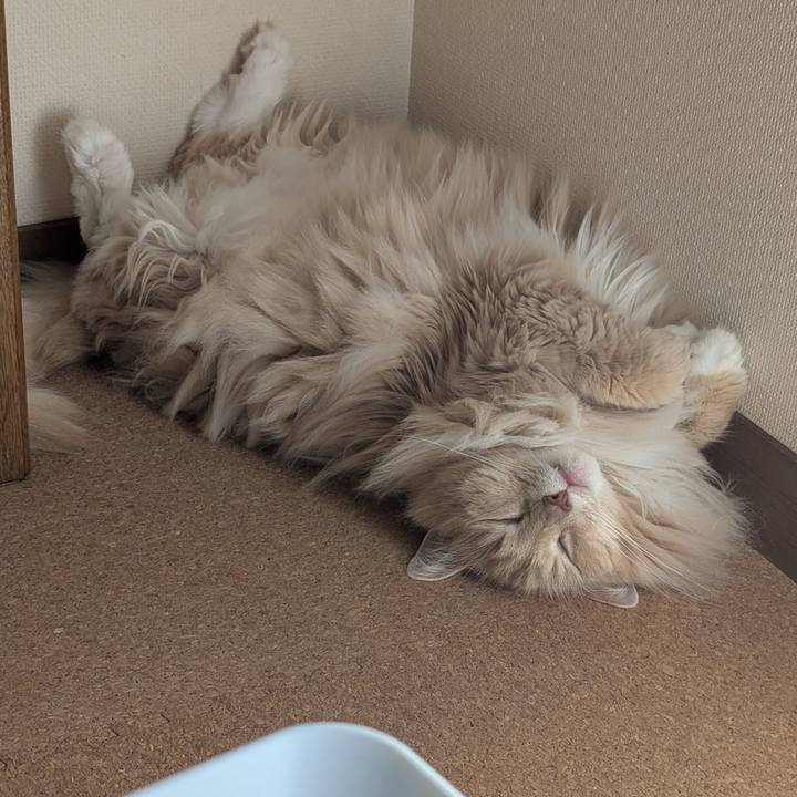 808e3c02 494e 41e0 bb4b 65efa2d6eb82 1751013116539