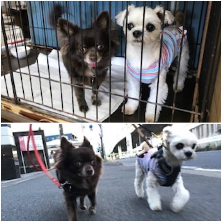 808ef2be 2be5 49d2 887f 9249d7e77b8e 1574079069073