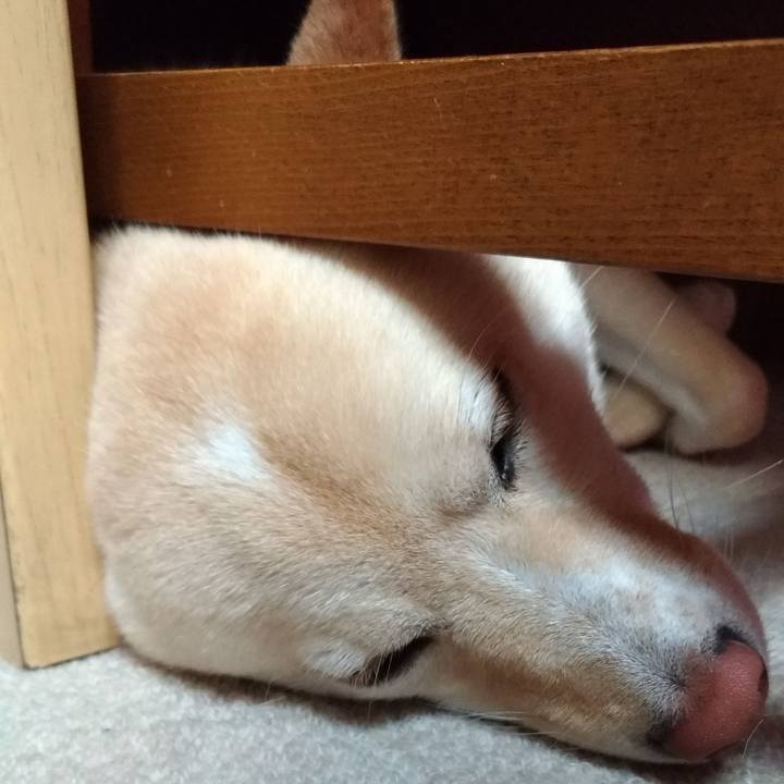 808f08fa 6081 4c5a aae1 32eeeb79c49c 1561289617054