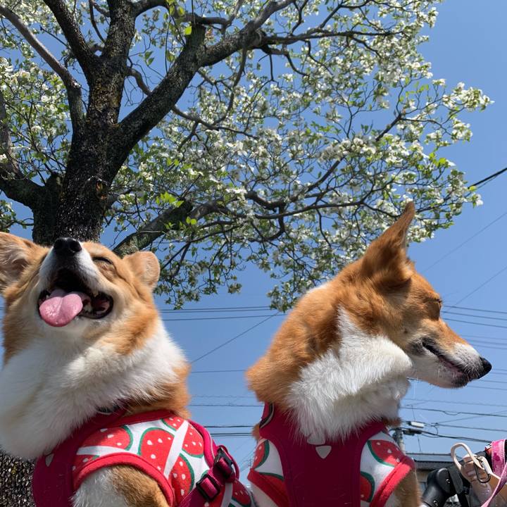 80926a3d 796f 4c03 92bd 77d8707e8b01 1618889591643