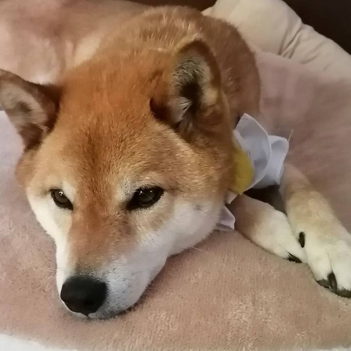 8092eae1 bb13 4ee0 abdc b43dc982411b 1589713970769