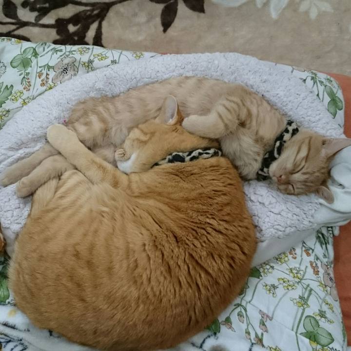 80995d0b 5421 4297 8e14 db77fbb4af78 1542700308186