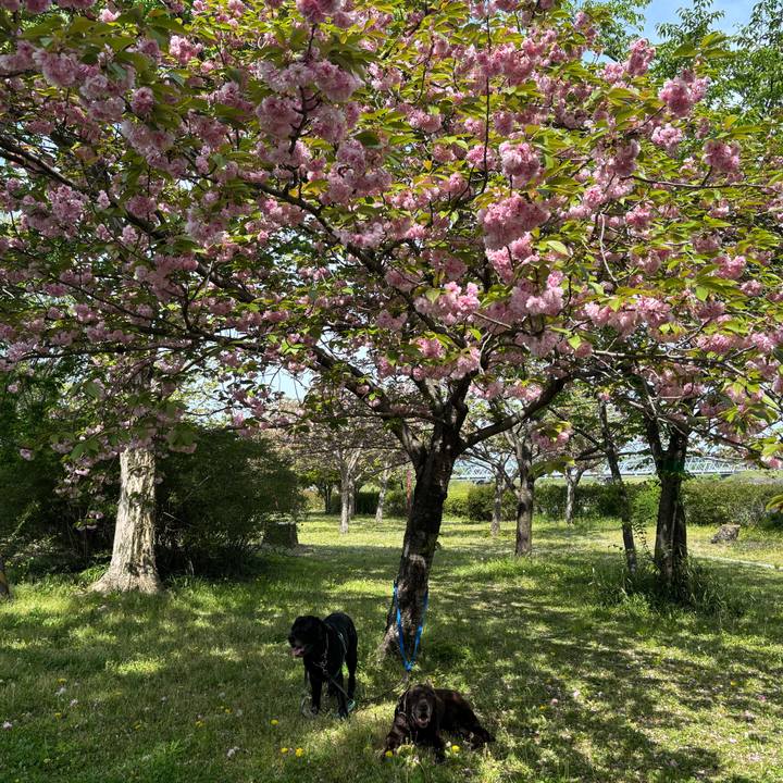 8099dd79 be03 4f19 9f2e 173fd0c7c98c 1776687114465