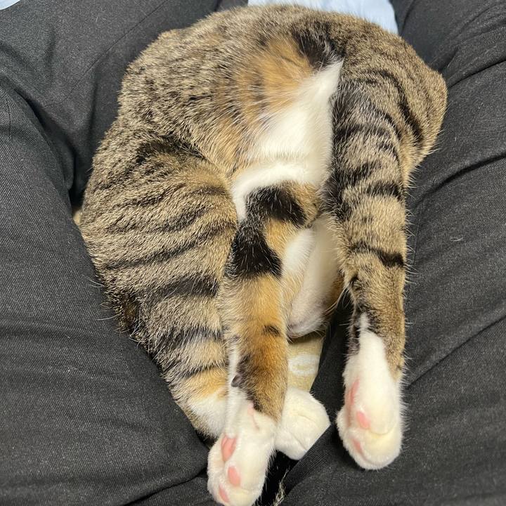 809a4127 5e9e 462a a58f de35c17c717f 1734440543825