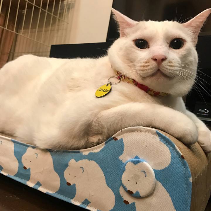 809d3c90 dbb2 4540 a9c5 147c6d3d4918 1524655388472