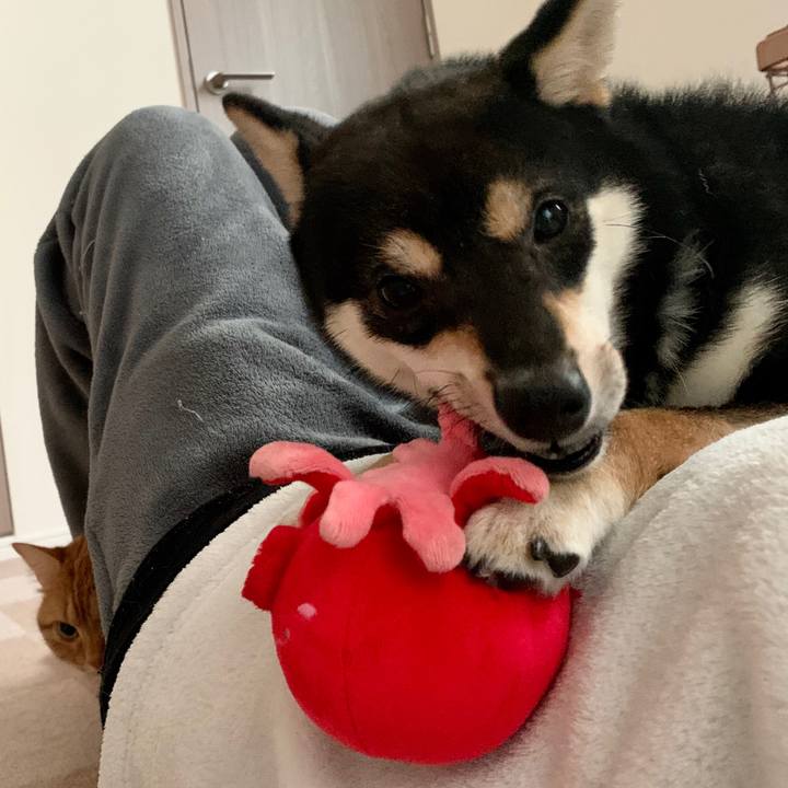 80a16480 c382 46d7 8680 cedf8010f6c8 1584058926082