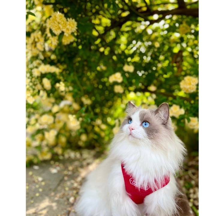 80a171df 94c4 44a8 bd40 6bc8ff695cae 1651140113127