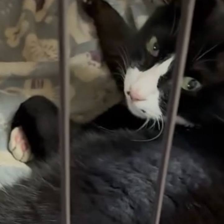 80a377a1 06b4 44e4 9541 1b72f66f7637 1747389823610