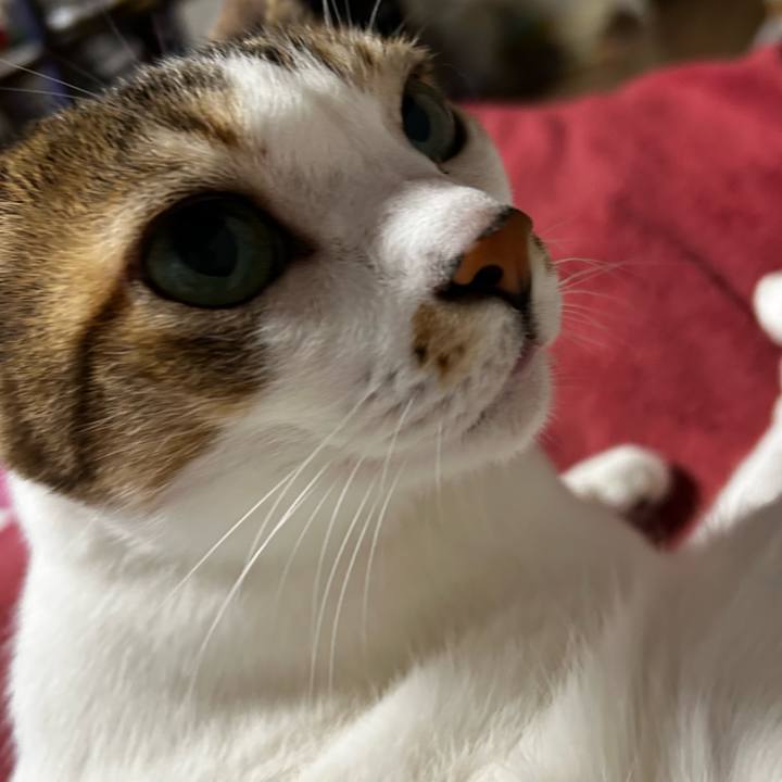 80a3c78f c39e 47ff ad87 ec678ea36859 1762987985548