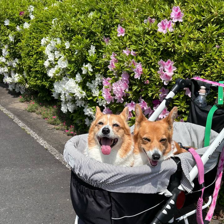 80a66ae6 3b56 4ca0 8535 6aa0be4b84ce 1746066085171