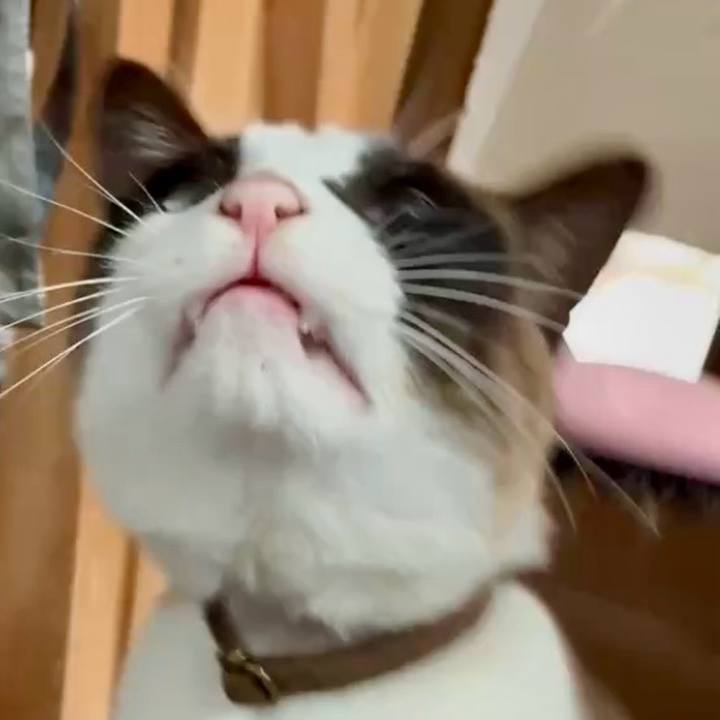 80a77ddd fd25 4c6d bc4e 8e761af52c8f 1749868503531