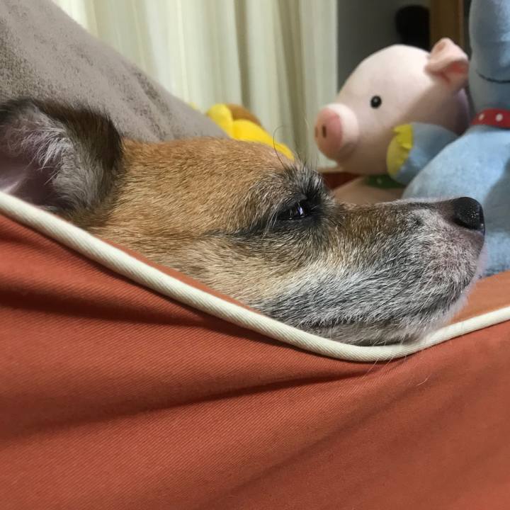 80a81e69 d0df 43b7 93e9 e1297328b00a 1534912338834