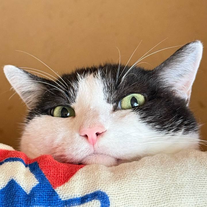 80acc5b8 592c 4937 acda af0426a2d77b 1745286343580