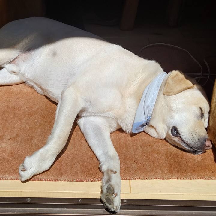 80ade0ec 1b71 4afa b3d4 e4fa927c38e3 1587268770970