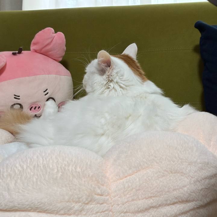 80b01ca2 fc00 4198 9d4b a2fb4ff64054 1766460725356