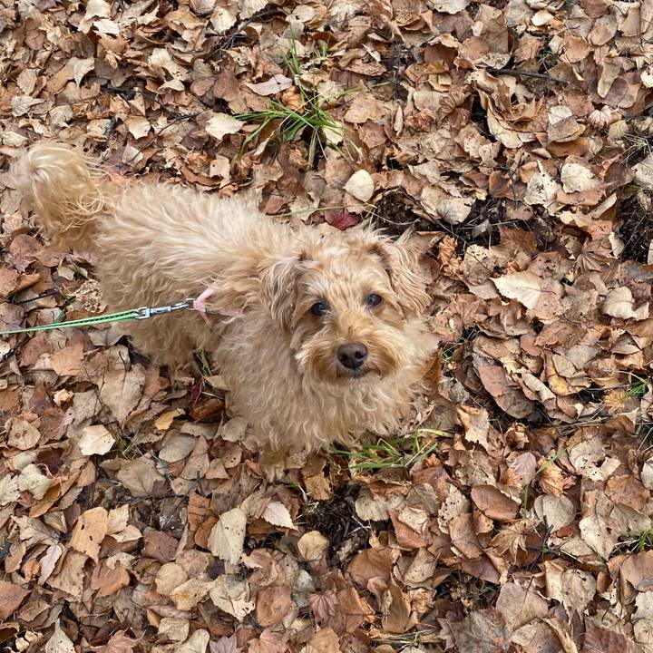 80b63ffb 0e2b 4ced b873 f9dd0ce5d1bc 1636850150475