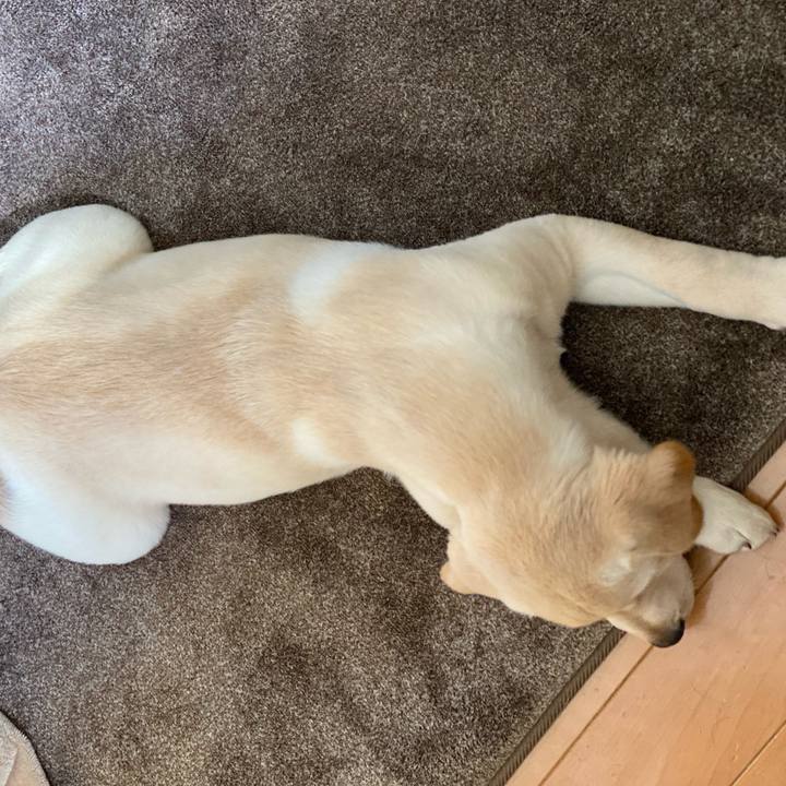 80b81cf1 602e 42b4 8371 6590b7697cd7 1613874990297