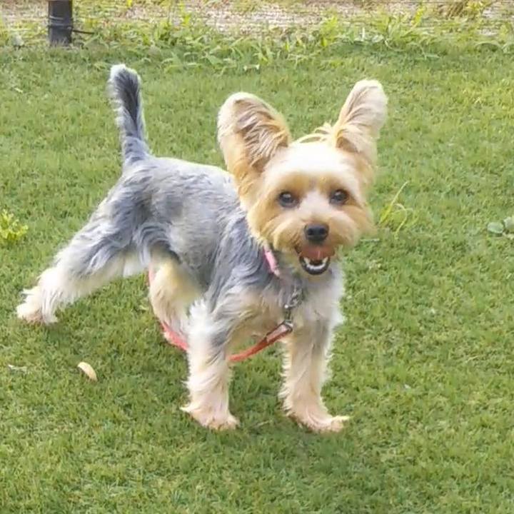 80be5188 5677 424e b88b d9fad7947ba6 1593339857924