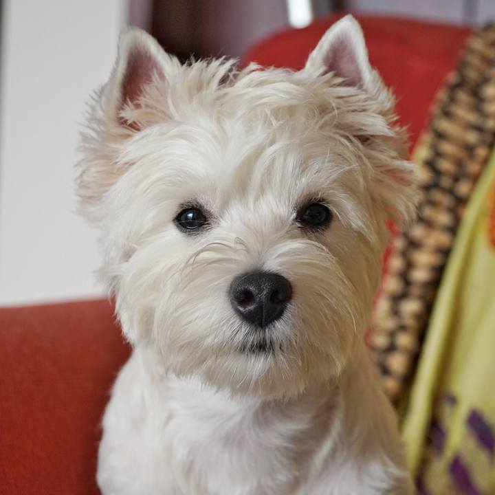 80c2ae27 e1e7 4929 8071 7a09381f88e7 1512214592450