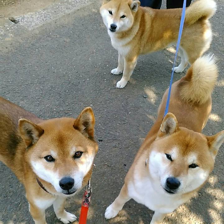 80c44541 5083 4145 8917 52b51bafd52a 1553651873079