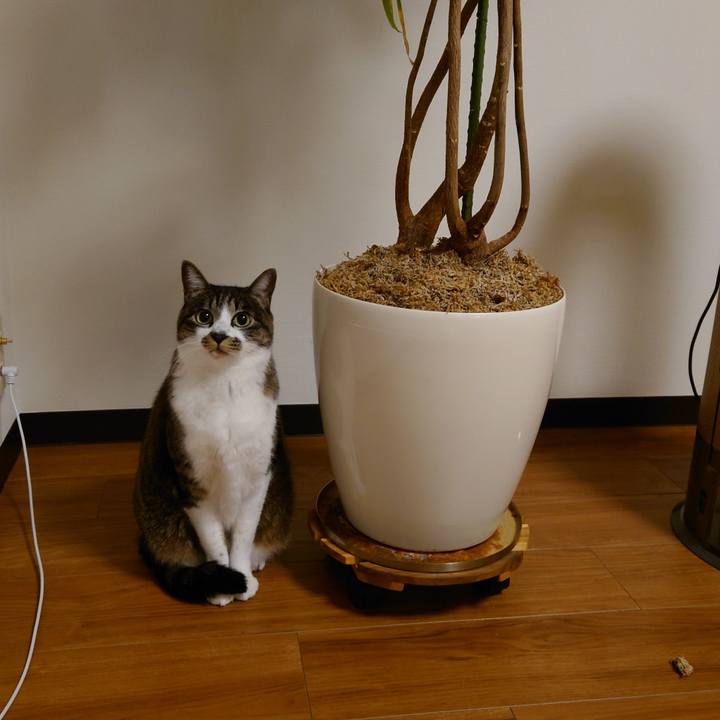 80ca131a 04be 46a5 9ce4 2ea46f43f2c9 1770051309073