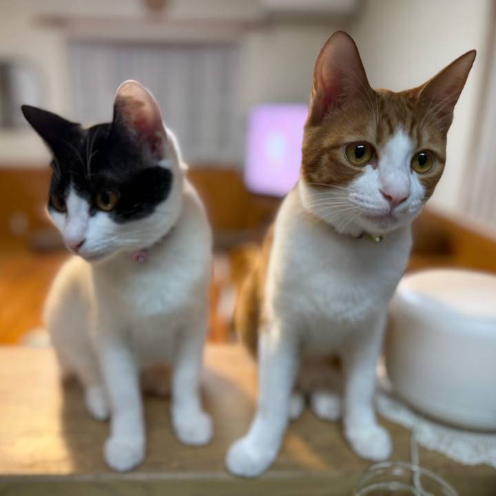 80caf38a 91f7 4949 8931 75baa229e275 1761621729290