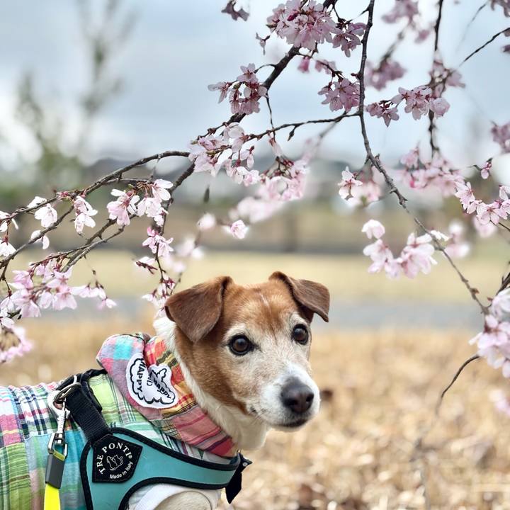 80cd76de 45d9 4f9f 8438 f13648d72c2c 1774778556877