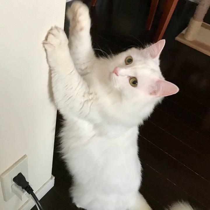 80cff848 9af7 4827 abc9 e4b4d1d972d2 1581161283402