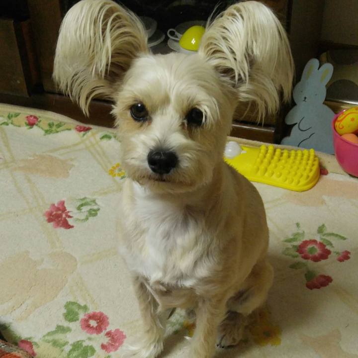 80d0faef 22c2 4027 9533 38bb75824997 1510654184021