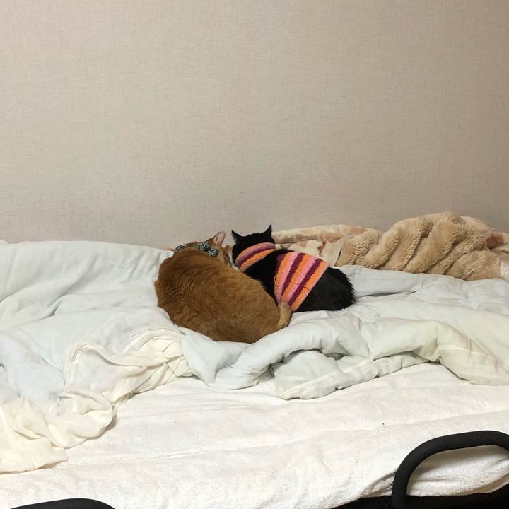 80d2f937 5bed 4f38 a5b4 c4250068392e 1588769862899