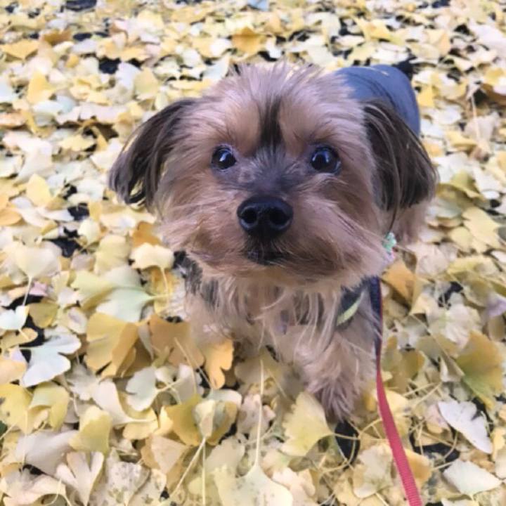 80d33073 947a 4ce8 9fe6 846161c136de 1512770883132