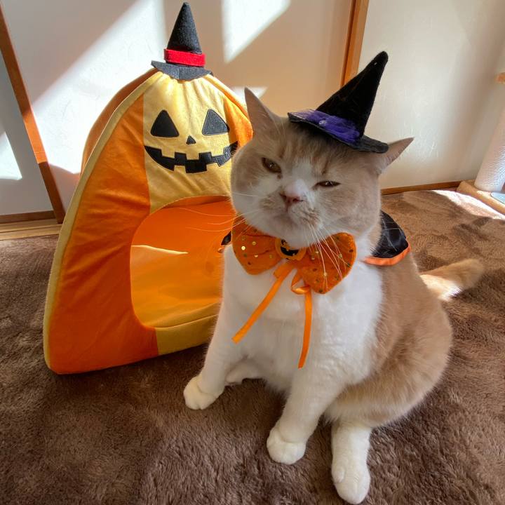 80d77ca9 68a7 432a 8f2d e8cd8338d32f 1603845053744