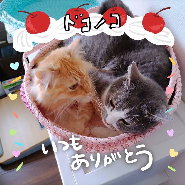 80d94908 5629 48af b80f 4adabb6d03e3 1685955109411