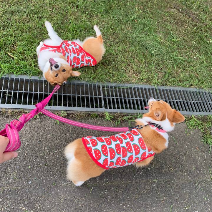 80d9c69d ada8 4bc7 a185 397524c04b2d 1562586926338