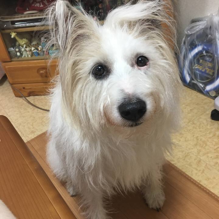 80d9c9e1 a36e 4478 b7fd c64cb331f67c 1513909814996