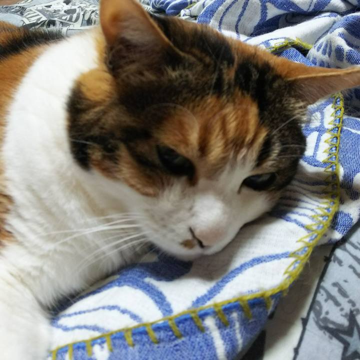 80dafac8 8965 4418 a5af b62eb4361c6c 1529012430078