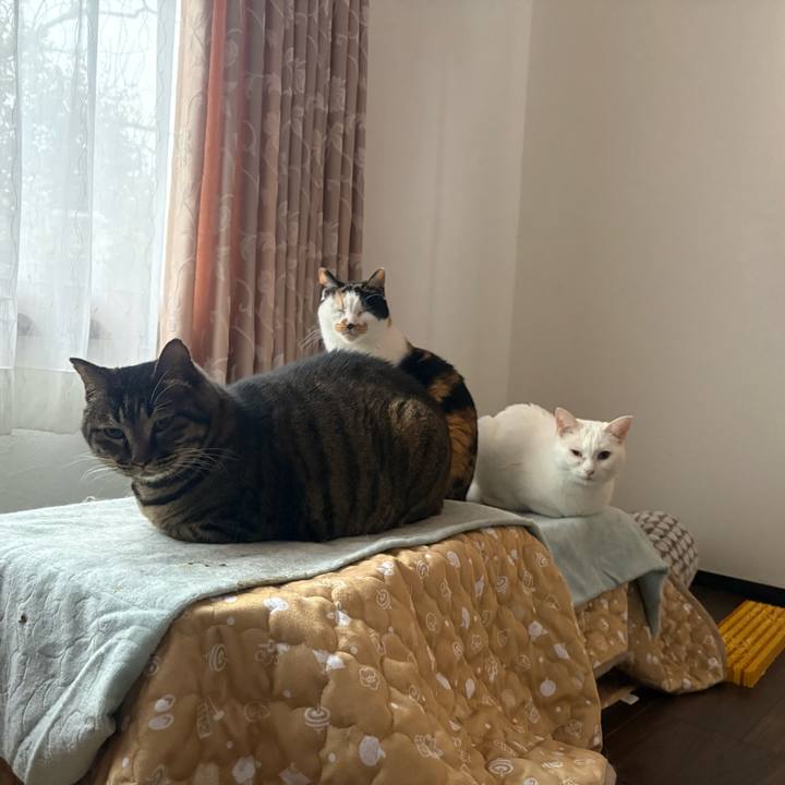 80e03154 d2ff 4fe5 a2b5 a69dedab2574 1766388790275