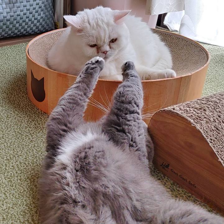 80e08e8d c088 44a2 9976 2377a5cae6dd 1668558515200