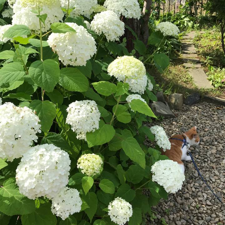 80e0c7a9 8347 48a9 9c27 1f66afea5a64 1530429898393