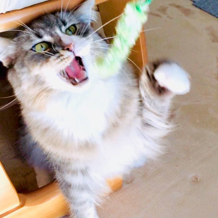 80e4d98d 8078 4d4f 9dfa 7aaf2b2f3f34 1542333841451