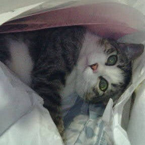 80e6164a e207 4413 8ee8 9bfce1b53110 1762384169164