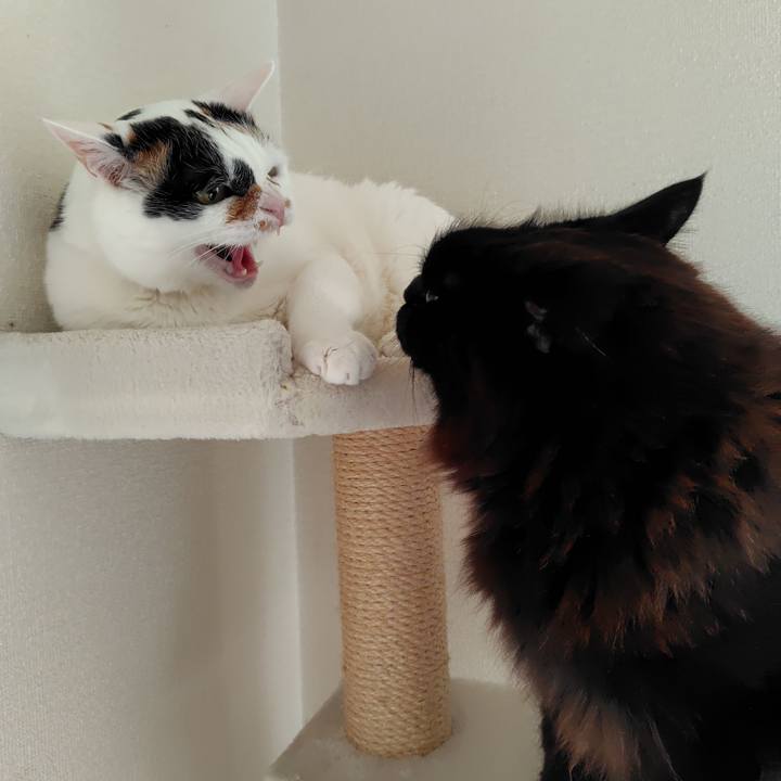 80e6e762 4068 4805 b02a 32b026f1c07e 1744934894196