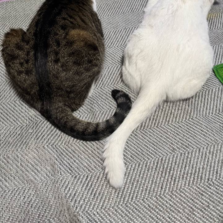 80e7a4a9 9430 4083 a1f4 01065001ebae 1750588028048