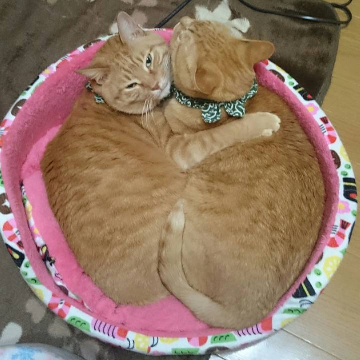 80eac694 f736 4f22 a235 60a135672bbd 1523252801429