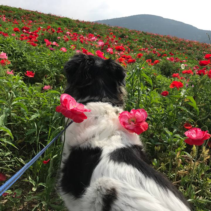 80ee9269 1052 41ae 8298 4c4eb4ddeceb 1526642649720