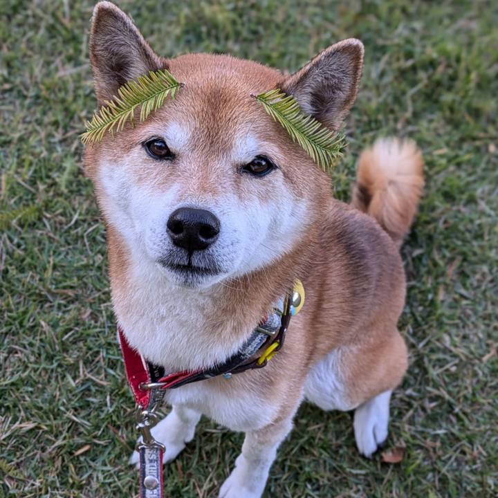 80f11135 187a 4032 9a93 4a18caf4c0c7 1731034409249