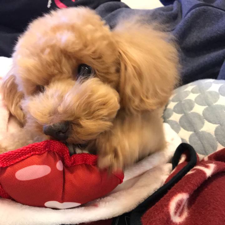 80f1327b 6406 47eb a7a1 29b9a3f77476 1550409927930