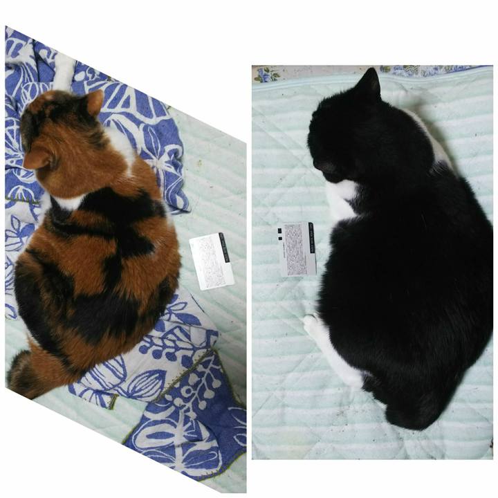 80f3fc8e 5896 4be9 b785 caeffeb706fa 1536758555375