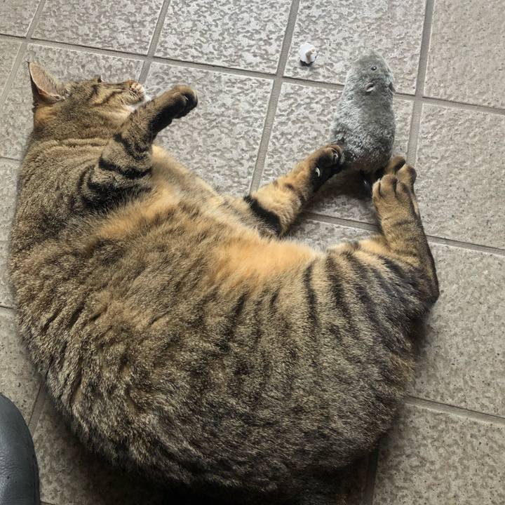 80f919b0 5353 4571 8ab6 cfc67a627b6b 1553177825775