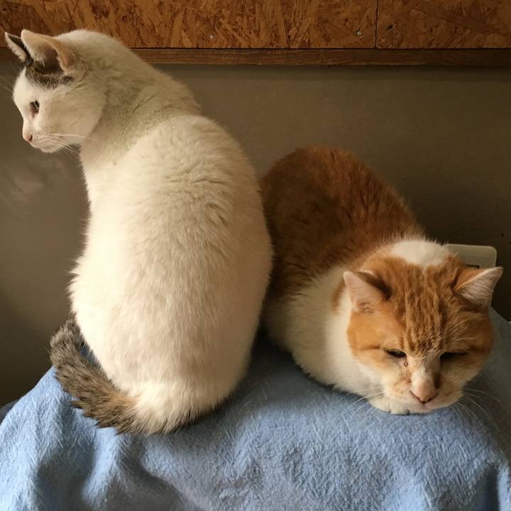 80fd73f9 990f 4c50 8539 6a0c475ab0e4 1511170506387